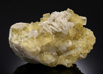 CC30003 specimen image