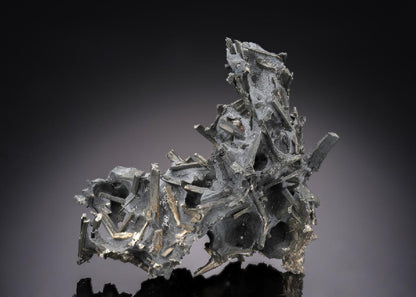 CC30091 specimen image