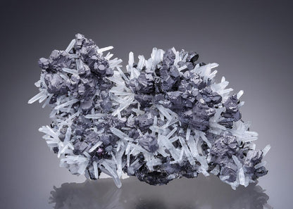 CC30305 specimen image