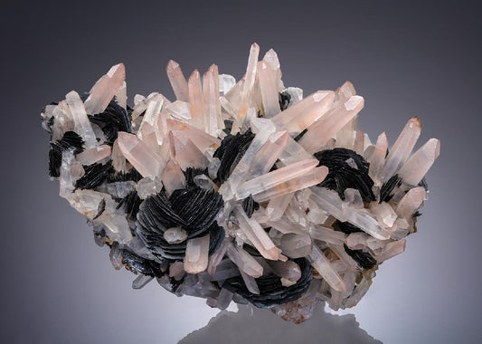CC30309 specimen image