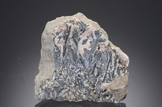 CC30341 specimen image