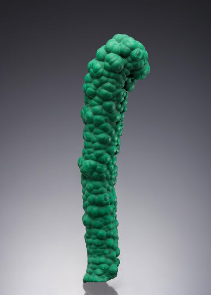 CC30373 specimen image