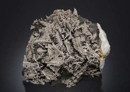 CC30729 specimen image