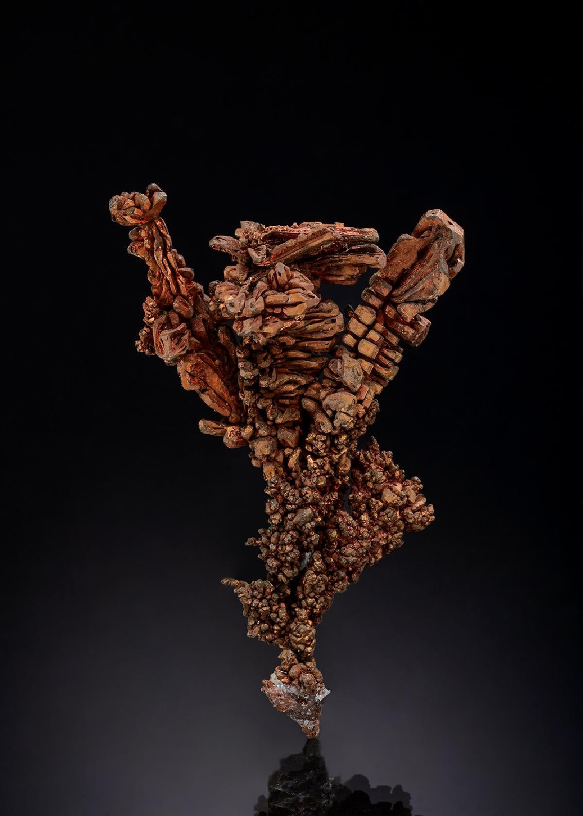 CC31406 specimen image