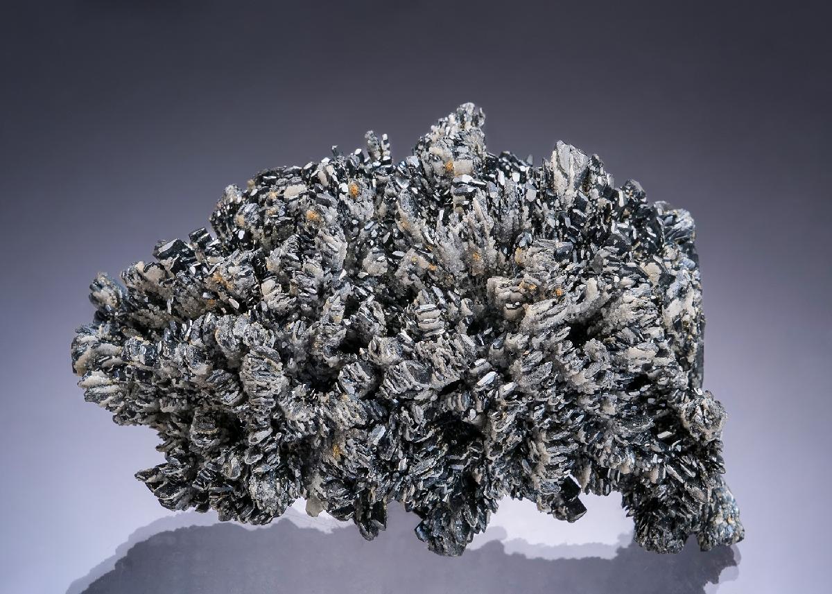 CC31454 specimen image