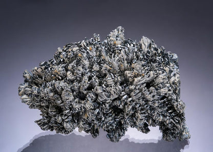 CC31454 specimen image