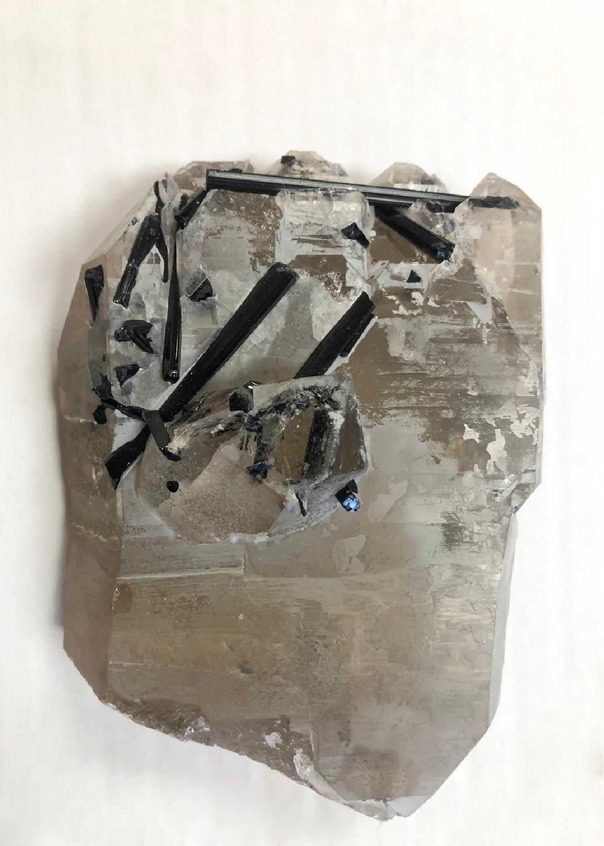 CC31460 specimen image