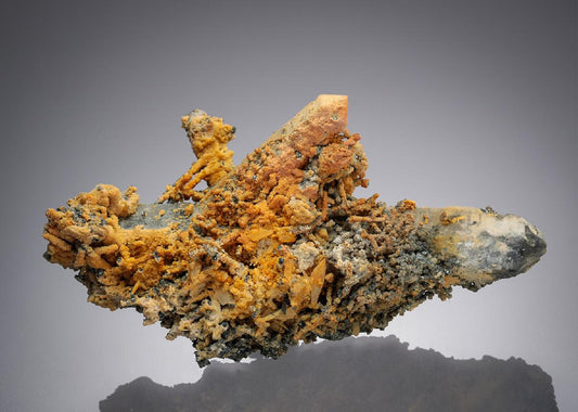 CC31780 specimen image