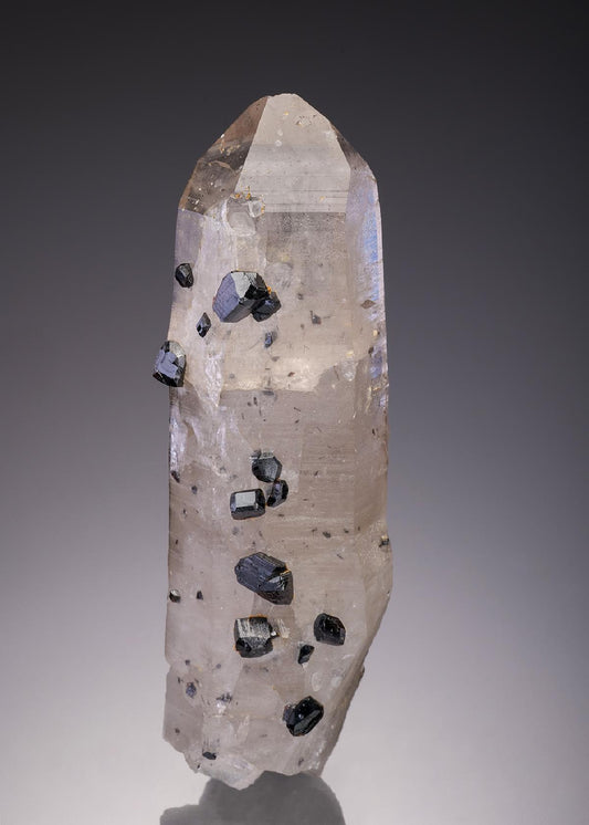 CC31792 specimen image
