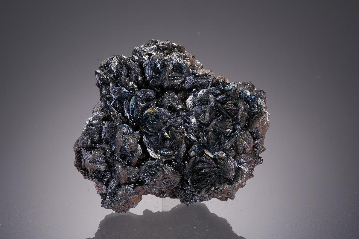 CC31933 specimen image
