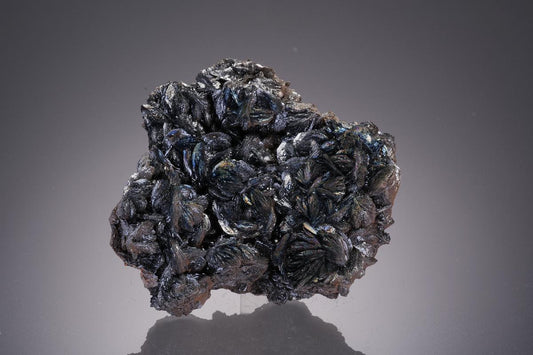 CC31933 specimen image