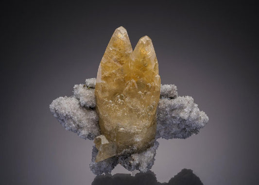 CC31948 specimen image
