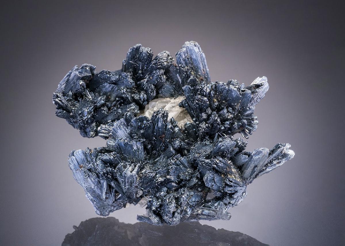 CC31957 specimen image