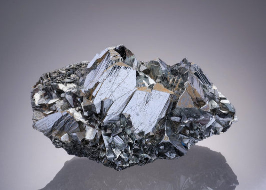 CC31987 specimen image