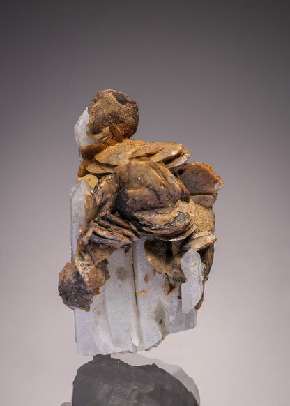 CC32965 specimen image