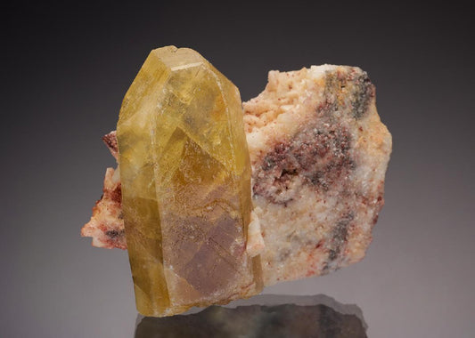 CC33064 specimen image