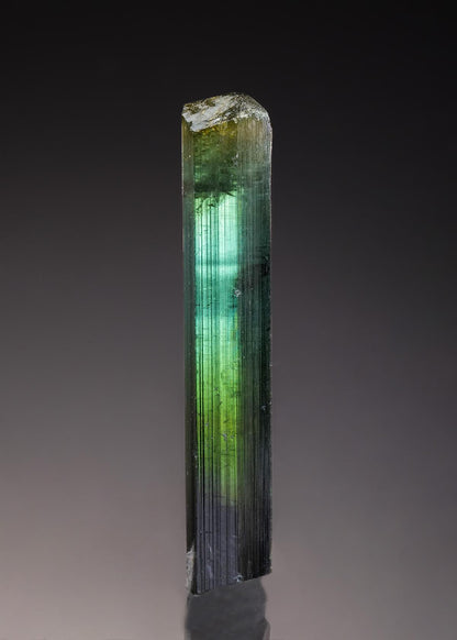 CC33163 specimen image