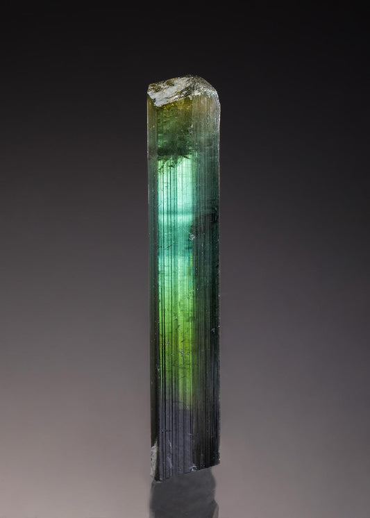 CC33163 specimen image