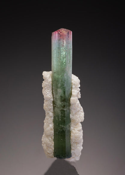 CC33217 specimen image