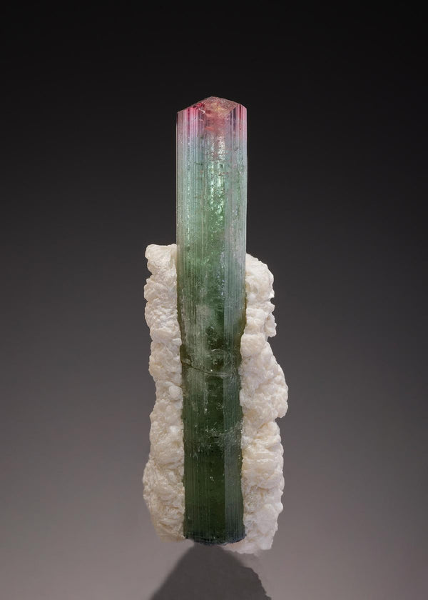 CC33217 specimen image