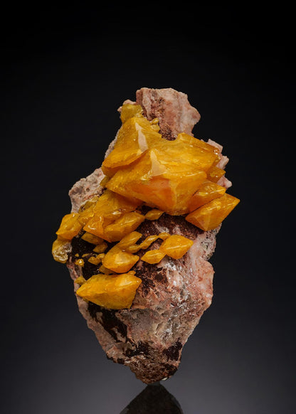 CC33335 specimen image