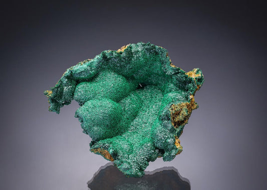 CC33413 specimen image