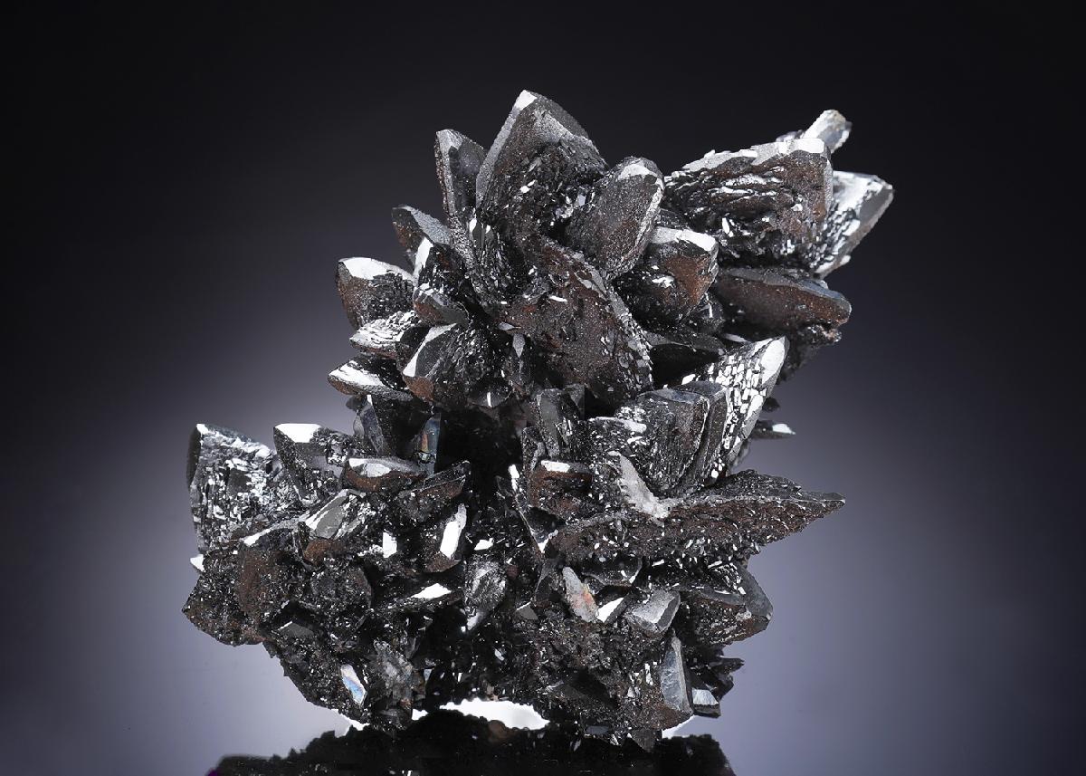 CC33600 specimen image
