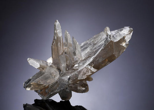 CC33837 specimen image