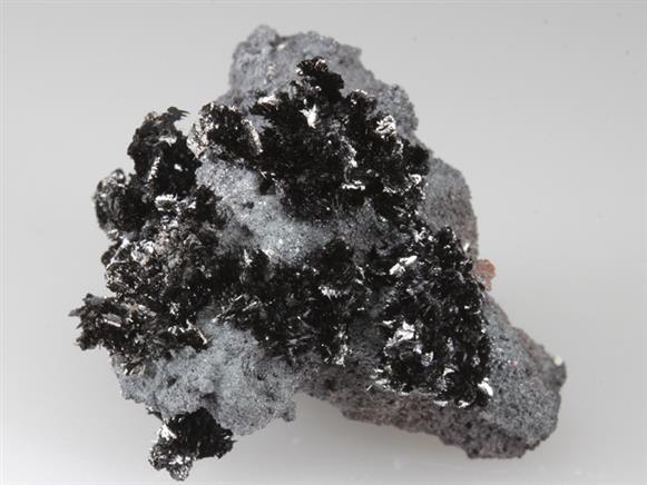 CC3385 specimen image