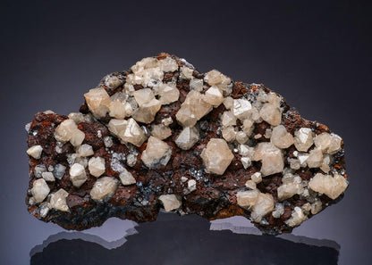 CC33936 specimen image