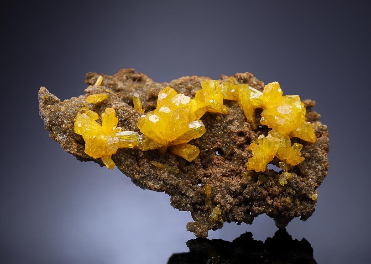 CC33942 specimen image