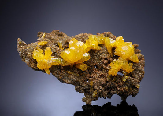 CC33942 specimen image