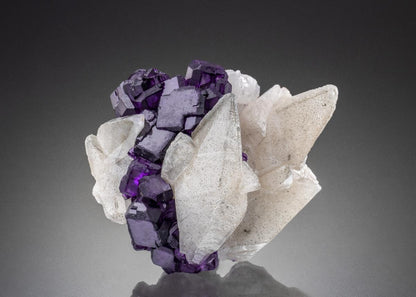 CC34310 specimen image