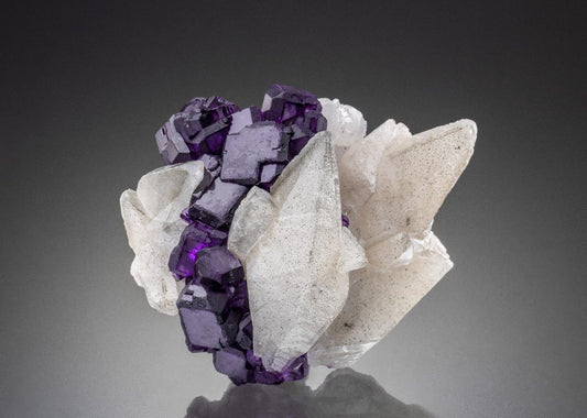CC34310 specimen image