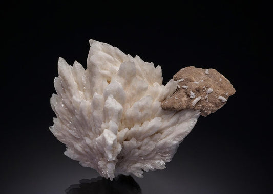CC34631 specimen image