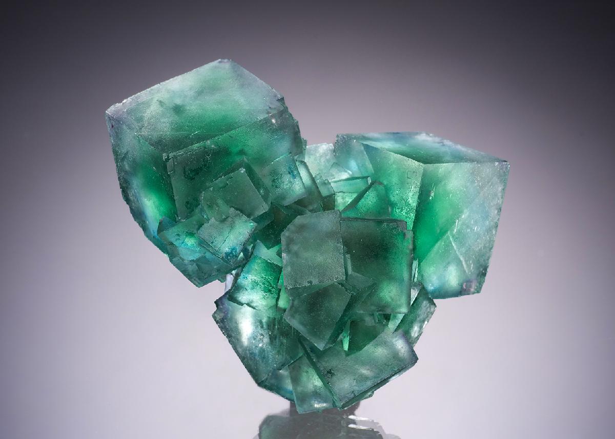 CC34877 specimen image