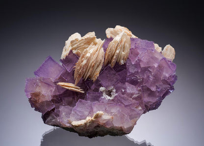 CC34895 specimen image