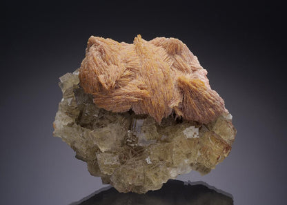 CC34913 specimen image