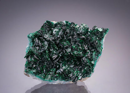 CC35048 specimen image