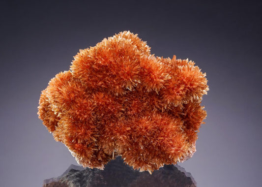 CC35117 specimen image