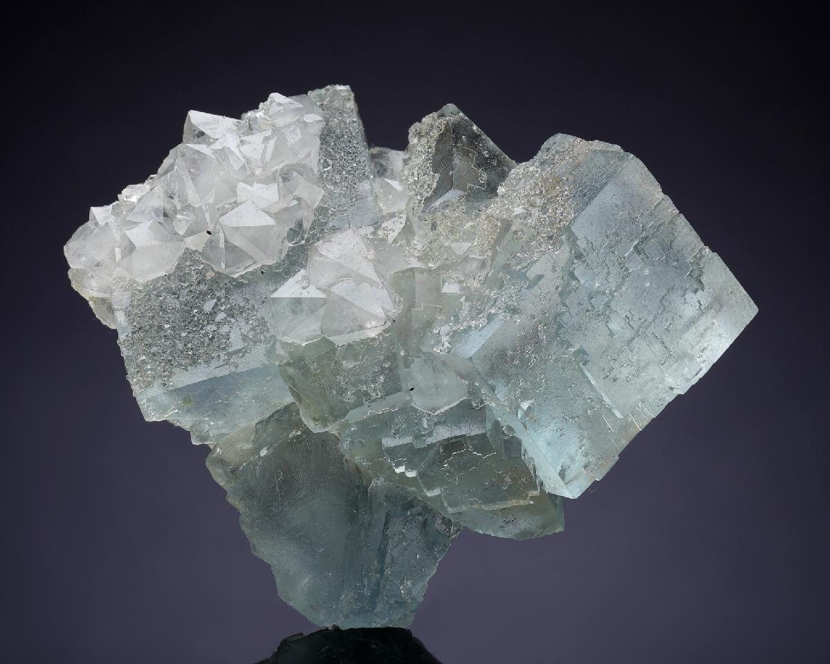 CC35531 specimen image