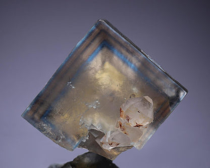 CC35555 specimen image