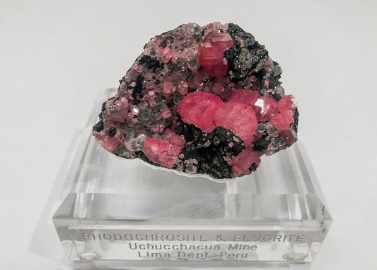 CC35666 specimen image