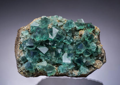 CC3594 specimen image