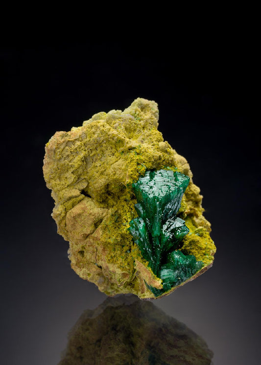 CC36410 specimen image