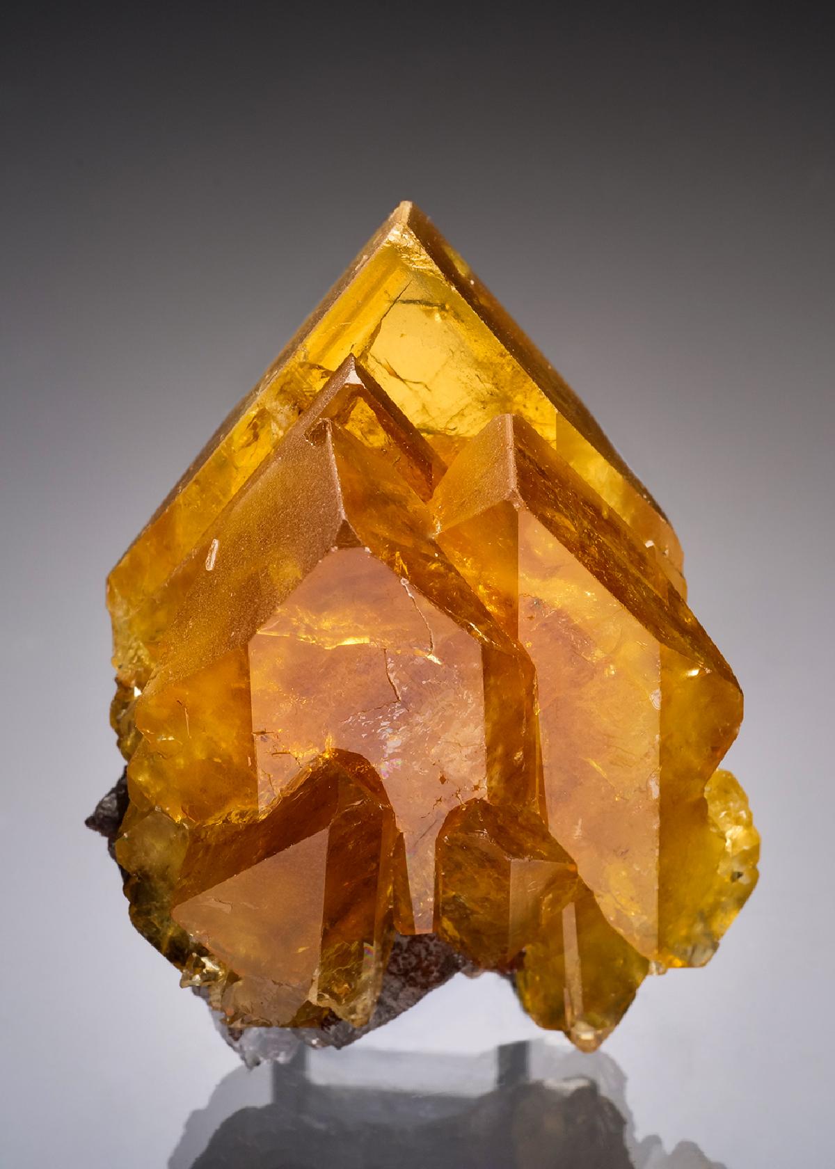 CC36428 specimen image