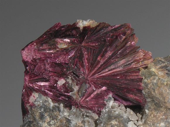 CC3664 specimen image