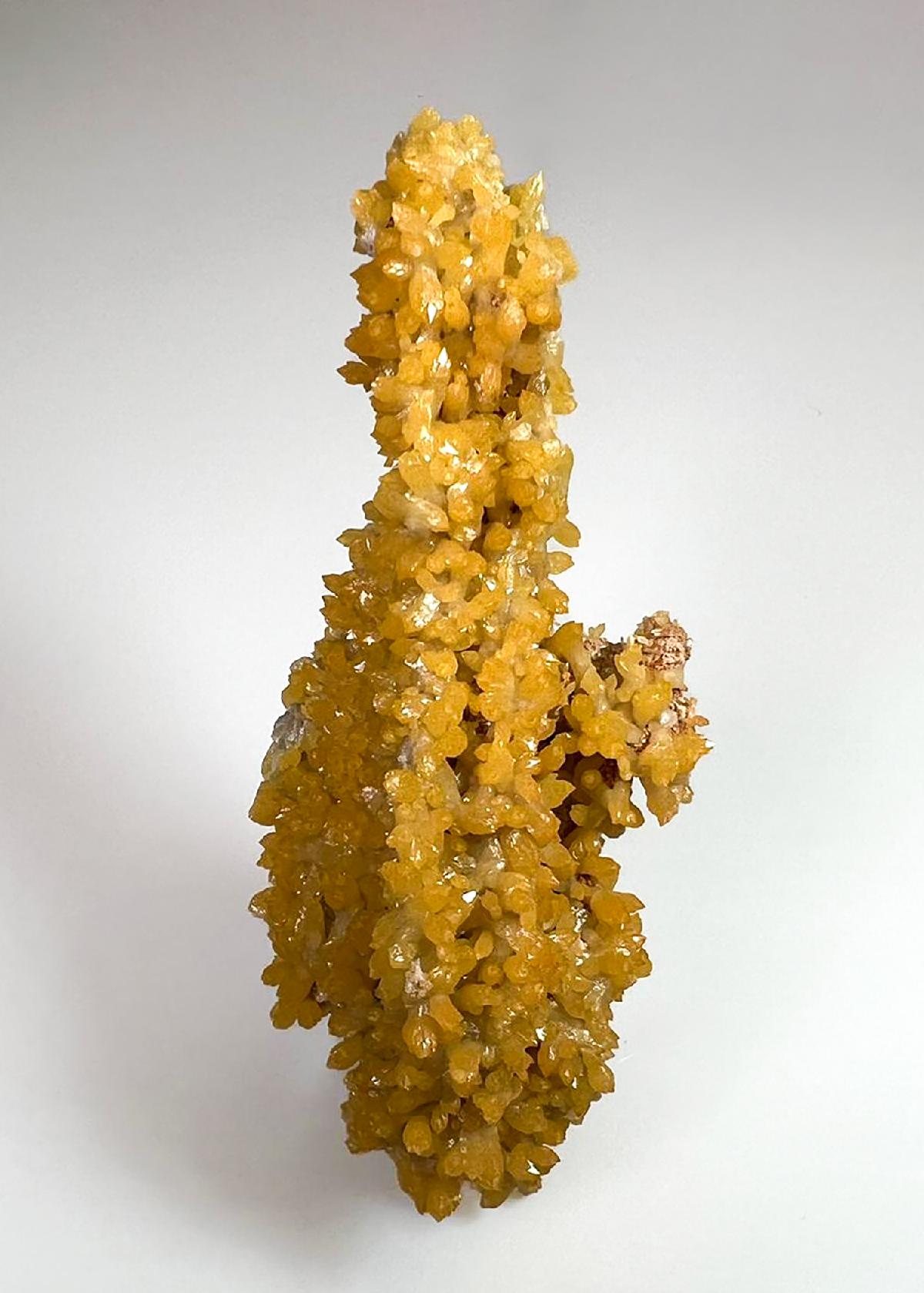 CC36789 specimen image