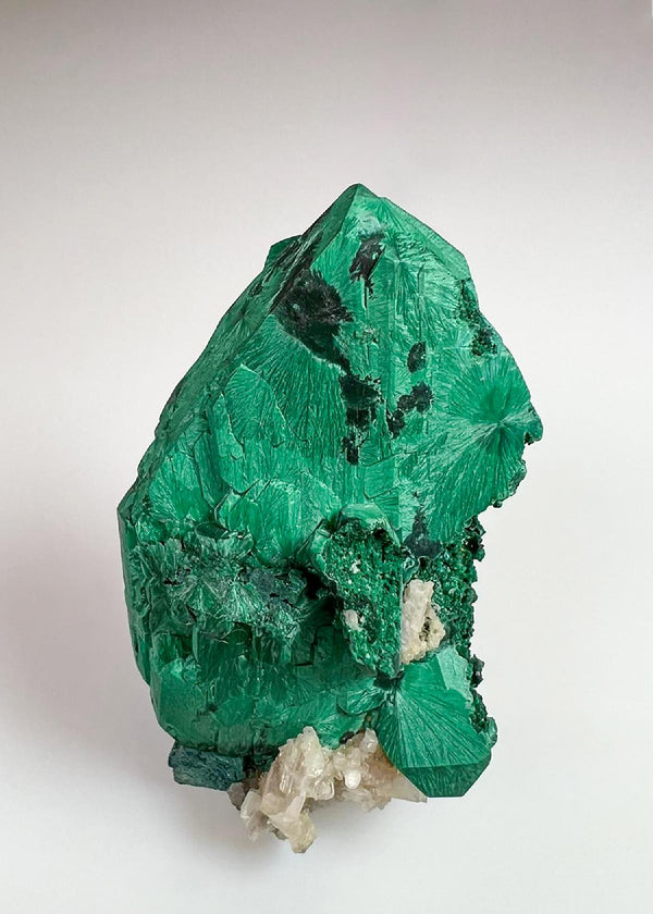 CC36876 specimen image