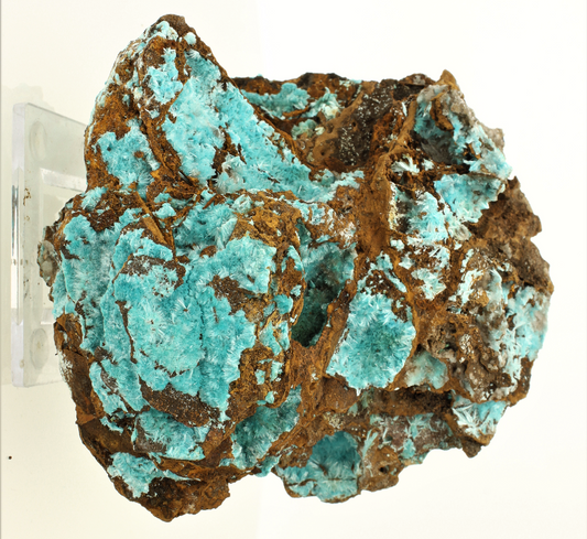 CC3693 specimen image